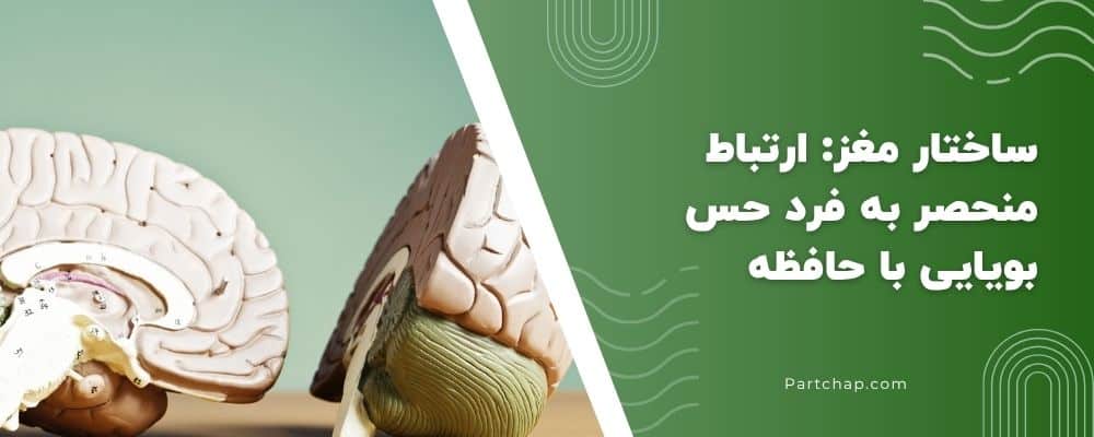 ساختار مغز: ارتباط منحصر به فرد حس بویایی با حافظه